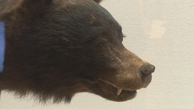 危険！不快！迷惑！悪者とされる生き物の生態や魅力を紹介「悪者生物展 」|TBS NEWS DIG