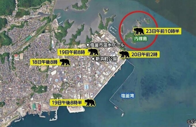 クマが泳いで塩釜市の離島に上陸　宮城|TBS NEWS DIG