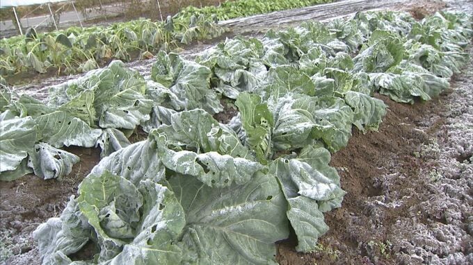 「霜注意報」これから本格的な寒さ到来なのになぜ終了?  15年ぶりに発表ゼロで秋の運用期間終わる　この先25日にかけてはこの時期らしい冷え込みに　長野　　　|　SBC NEWS | 長野のニュース | SBC信越放送