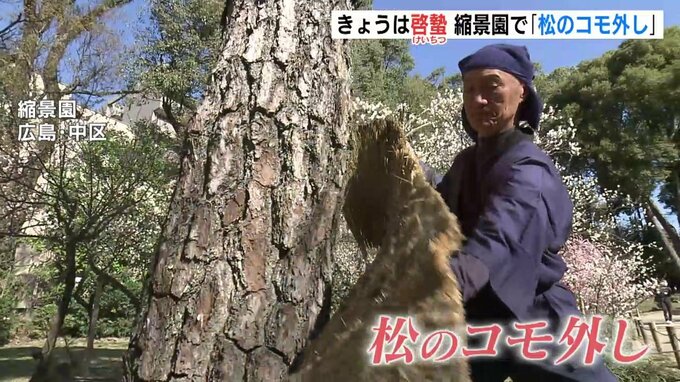 春の訪れ「啓蟄」 縮景園で “松のコモ外し”　広島 ４月並みの暖かさに　|　RCC NEWS | 広島ニュース | RCC中国放送