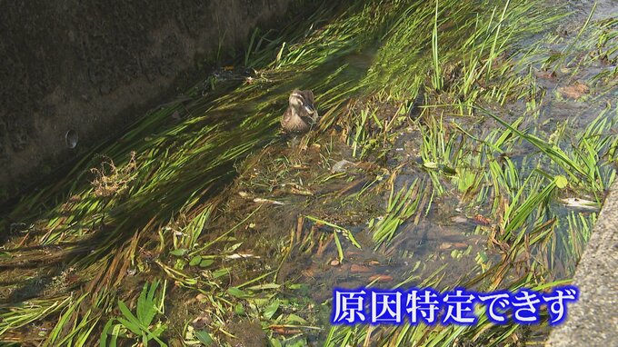 「死んだ魚で真っ白になるくらい…」水質に問題なしで原因特定できず　一方 “無風の夜” に異臭がするとの指摘も　富山　|　富山のニュース｜天気・防災｜チューリップテレビ