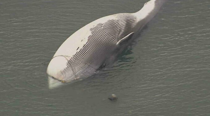 「何やら白い物体が浮いている」体長10メートル“クジラ”か遊漁船が発見「定置網に引っかかった可能性」　宮城・石巻市|TBS NEWS DIG