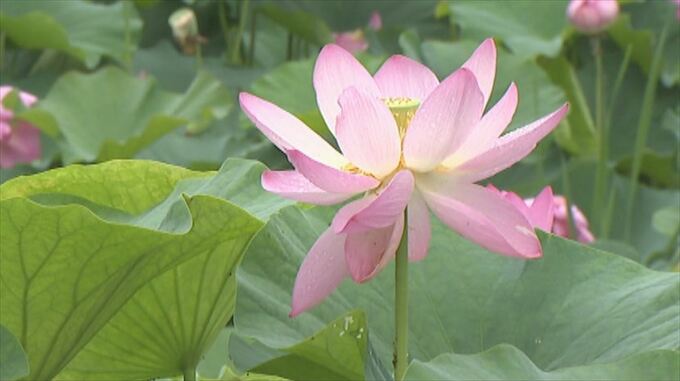 「癒しの空間を楽しんでいただけたら」古代の花、大賀ハスが見頃　山梨　|　山梨のニュース | ＵＴＹテレビ山梨
