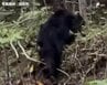 「市道上にクマがいる」浜松市浜名区でクマ1頭が目撃される 現場周辺では目撃情報が相次ぐ　|　静岡のニュース | SBSNEWS | 静岡放送
