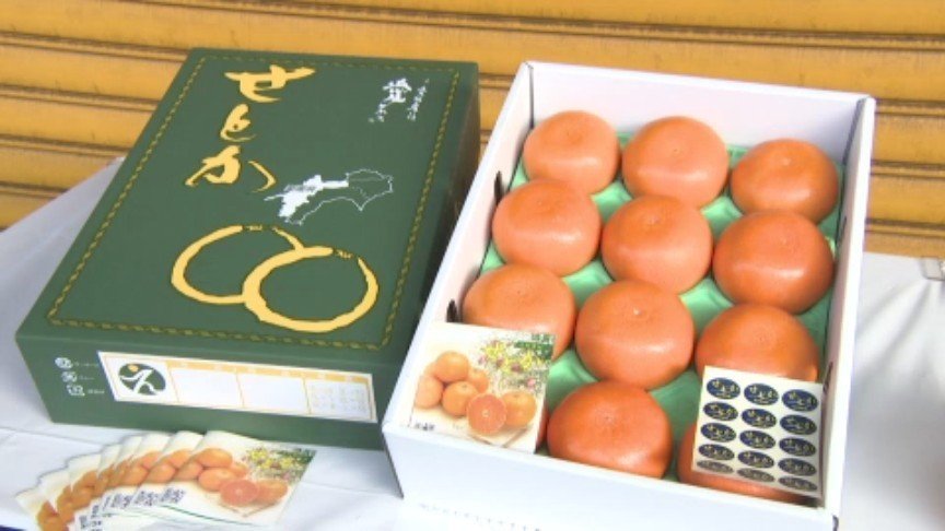 愛媛2788様 食べやすくおいしい果実に仕上がっている」かんきつの王様「せとか」の