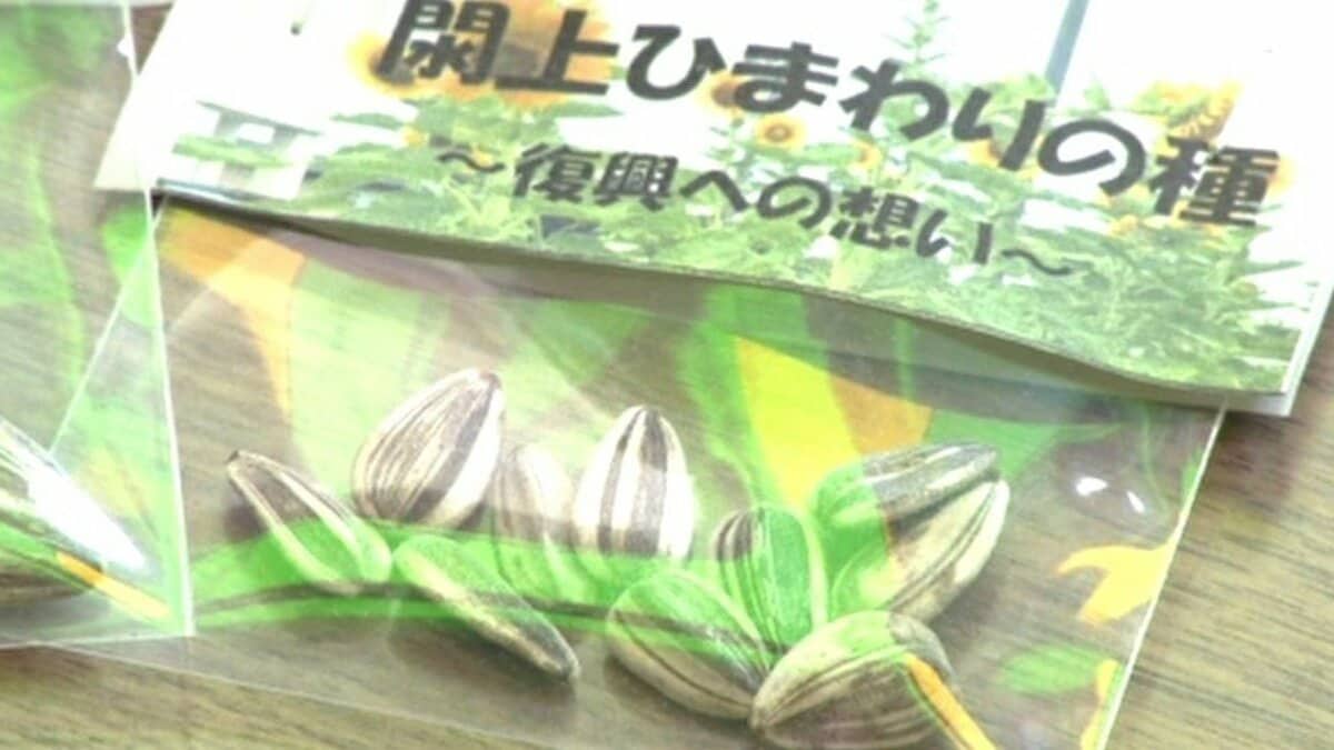 東日本大震災から14年へ「ヒマワリで広がる輪」石川の中学生が復興を