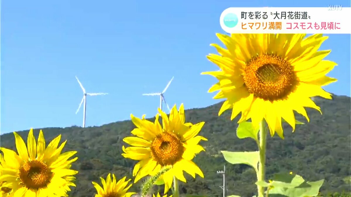青空とのコントラストがすごく良かった」“遅咲きのヒマワリ”が満開に