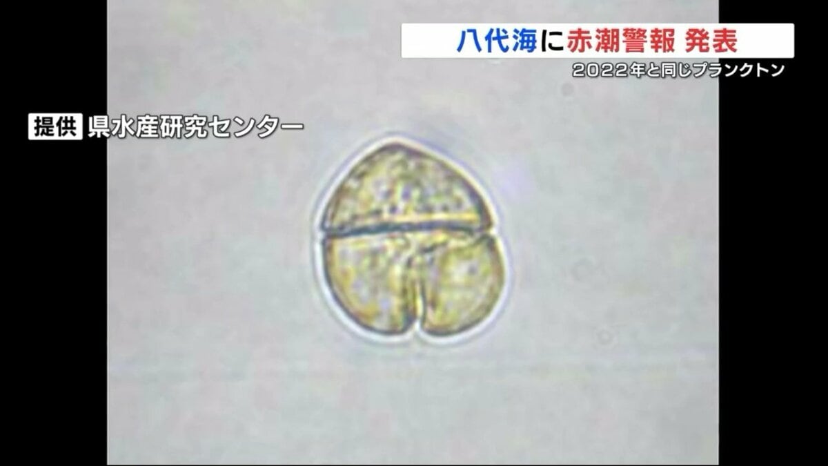 八代海全域に赤潮警報を発表 原因プランクトン「カレニアミキモトイ