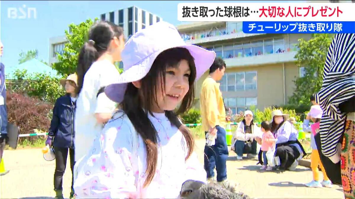 サムネイル_「喜んでくれるといいな」球根は孫から祖母へ　見ごろが過ぎたチューリップを有効活用　親子35組が“抜き取り隊”に！ 新潟市中央区