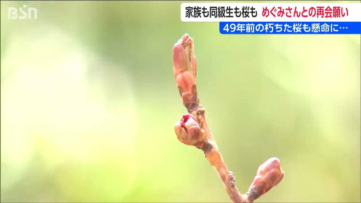 サムネイル_横田めぐみさん 早期帰国の願い届け!母校の桜 花開く「帰ってきたら卒業式を」新潟市・寄居中学校