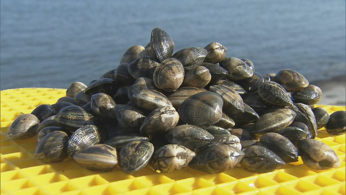 大粒で砂抜きいらず「渥美垂下あさり」出荷始まる　ふるさと納税の返礼品にも　愛知・田原市