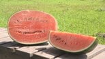 「臨時休業いただいたって事も」 5月にひょうが降り、大打撃も品質は上々 スイカ農園 今年は一時、過去に例がないほどの品薄でピンチに 山梨|TBS NEWS DIG