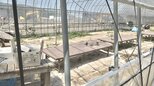 ちゃぶ台ぽつり、元日避難のビニールハウスは今 能登半島地震もうすぐ半年|TBS NEWS DIG
