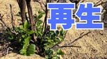【大規模山林火災・焼け跡のいま】「地下茎の一部が生き残り"新芽"」焼けた灰が養分となることも　あれから約10か月【岡山】|TBS NEWS DIG