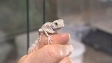 「生き物の生死に関わる」イグアナ…ヤモリ…約1000匹管理　電気代高騰も節電できず　|　BSSニュース | BSS山陰放送