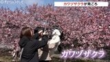 一足早く花見 晴れ間がのぞきカワヅザクラ見ごろに 富山市海岸通り|TBS NEWS DIG