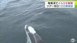 陸奥湾を回遊するイルカ１００頭が目の前に　青森　|TBS NEWS DIG