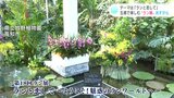 「ランと恋して」毎年恒例の“ラン展”　100種類以上のランが温室に　牧野富太郎博士が書いた植物図も展示|TBS NEWS DIG