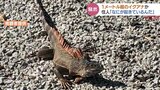 「庭にイグアナのようなものが…」体長1メートル超え！しま模様の “しっぽ” ブラブラさせ壁よじ登る…警察が捜索するも姿くらます　富山　|　富山のニュース｜天気・防災｜チューリップテレビ
