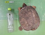 カミツキガメ 小学校の裏門付近で捕獲　指をかみちぎる恐れも…見つけたら通報を＝静岡・清水区|TBS NEWS DIG
