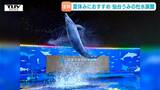 【動画】見どころ満載!「仙台うみの杜水族館」で夏限定のイベントが盛り沢山! 夏休みのお出かけに! |TBS NEWS DIG