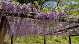 紫色鮮やかフジ見頃 20種類 約250本咲き誇り甘い香りに包まれる 「まつり」限定の「藤アイス」も=静岡・藤枝市蓮華寺池公園|TBS NEWS DIG