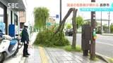 長野市中心部でヤナギの幹が折れる けが人なし 目撃者「風が比較的強く、亀裂が入っていた」|TBS NEWS DIG