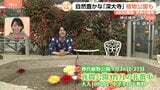 自然豊かな「深大寺」植物公園も…4800種類 世界の植物 ～すたすた中継～|TBS NEWS DIG