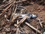 飛来物が原因か 久米島の畑で火事 目撃者「アルミ缶のようなものが飛んできた」|TBS NEWS DIG