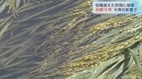 大豆の葉は泥まみれ 収穫予定だった稲も…台風15号の大雨で農作物に被害「自然災害なので受け止めるしかない」愛知に線状降水帯発生 | 名古屋・愛知・岐阜・三重のニュース【CBC news】 | CBC web