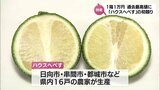 さわやかな香りが特徴 日向市発祥の柑橘類「へべす」 ハウスものの初競りで過去最高値1万円(1箱1キロ) | MRTニュース | MRT宮崎放送