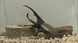 世界中の珍しいカブトムシやクワガタ集合 福岡市で「カブト・クワガタの森」 | 福岡のニュース|RKB NEWS|RKB毎日放送