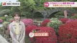 3万本のツツジが咲き誇る諫早公園の鮮やかな春　次世代へつなぐ320株の苗木「つつじ満開プロジェクト」|TBS NEWS DIG