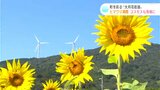 「青空とのコントラストがすごく良かった」“遅咲きのヒマワリ”が満開に 高知・大月町 | 高知のニュース・天気|KUTV NEWS | KUTVテレビ高知