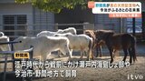 日本に８種類しかいない在来種のひとつ「野間馬」が愛媛県指定の天然記念物に|TBS NEWS DIG