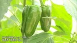 地元産野菜への理解を深めよう　日南市で小学生がピーマンの収穫体験　|　MRTニュース ｜ ＭＲＴ宮崎放送