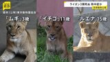 熱中症が原因か 多摩動物公園でライオンが相次いで死ぬ 「ムギ」「イチゴ」「ルエナ」の3頭|TBS NEWS DIG