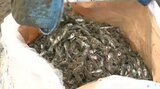 大量の“漂着イワシ” 飼料にならないものは海岸に埋め立て処分へ 新潟県糸魚川市|TBS NEWS DIG