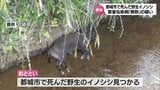 都城市で野生イノシシから家畜伝染病「豚熱」疑い 宮崎県は対策本部会議を開催 | MRTニュース | MRT宮崎放送
