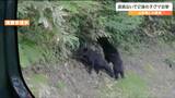 “2頭の子グマ並んで何してる？”車内からスマホで撮影「突然のことでビックリ」　宮城と山形の県境・笹谷峠　|　宮城のニュース│tbc NEWS│tbc東北放送