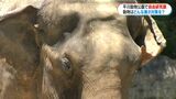 動物園で自由研究に挑戦 暑さ対策が上手な動物はゾウ? 鹿児島市|TBS NEWS DIG