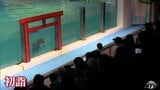 浅虫水族館で新春バージョンのイルカショー 青森県青森市 | 青森のニュース│ATV NEWS│青森テレビ