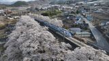 盆地のサクラはそろそろ見納め ドローンで撮影したサクラの名スポット 山梨|TBS NEWS DIG