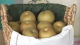 ベトナムへ輸出 収穫最盛期のナシ「豊水」出発式 現地イオンなどで販売 福島・いわき市 | 福島のニュース│TUF