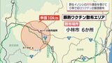 野生イノシシの「豚熱」感染確認　小林市で経口ワクチンを散布|TBS NEWS DIG
