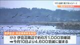 「秋田・岩手の雪がまだ多いから？」渡り鳥の北帰行“寒さ”で「ゆっくりペース」で進む　|　宮城のニュース│tbc NEWS│tbc東北放送