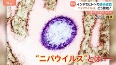 「ニパウイルス」インドでヒトへの感染確認　現地在住の日本人「気をつけなきゃいけないなというレベルで生活」 アジア各国で検疫強化、流行への懸念高まる| TBS CROSS DIG with Bloomberg