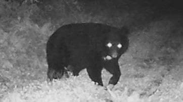 クマの人的被害過去最多…駆除の自治体に批判電話が殺到…　「指定管理鳥獣」に追加で支援を　北海道東北の知事が国へ要請　|　青森のニュース│ATV NEWS│青森テレビ