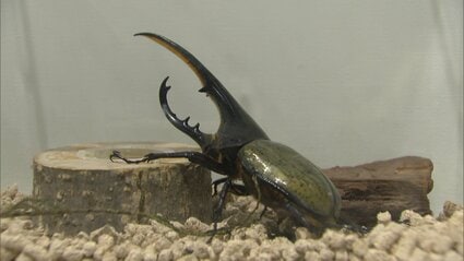 世界中の珍しいカブトムシやクワガタ集合 福岡市で「カブト・クワガタ