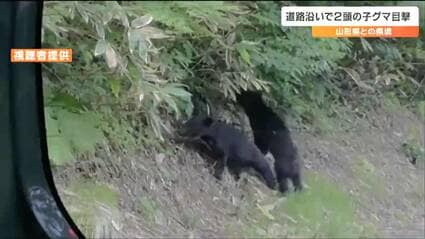 2頭の子グマ並んで何してる？”車内からスマホで撮影「突然のことで